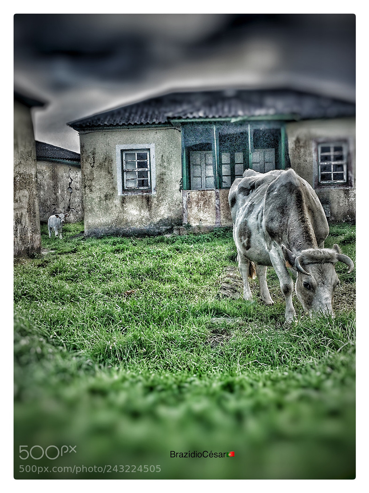 Apple iPhone 6s sample photo. Untitled photography