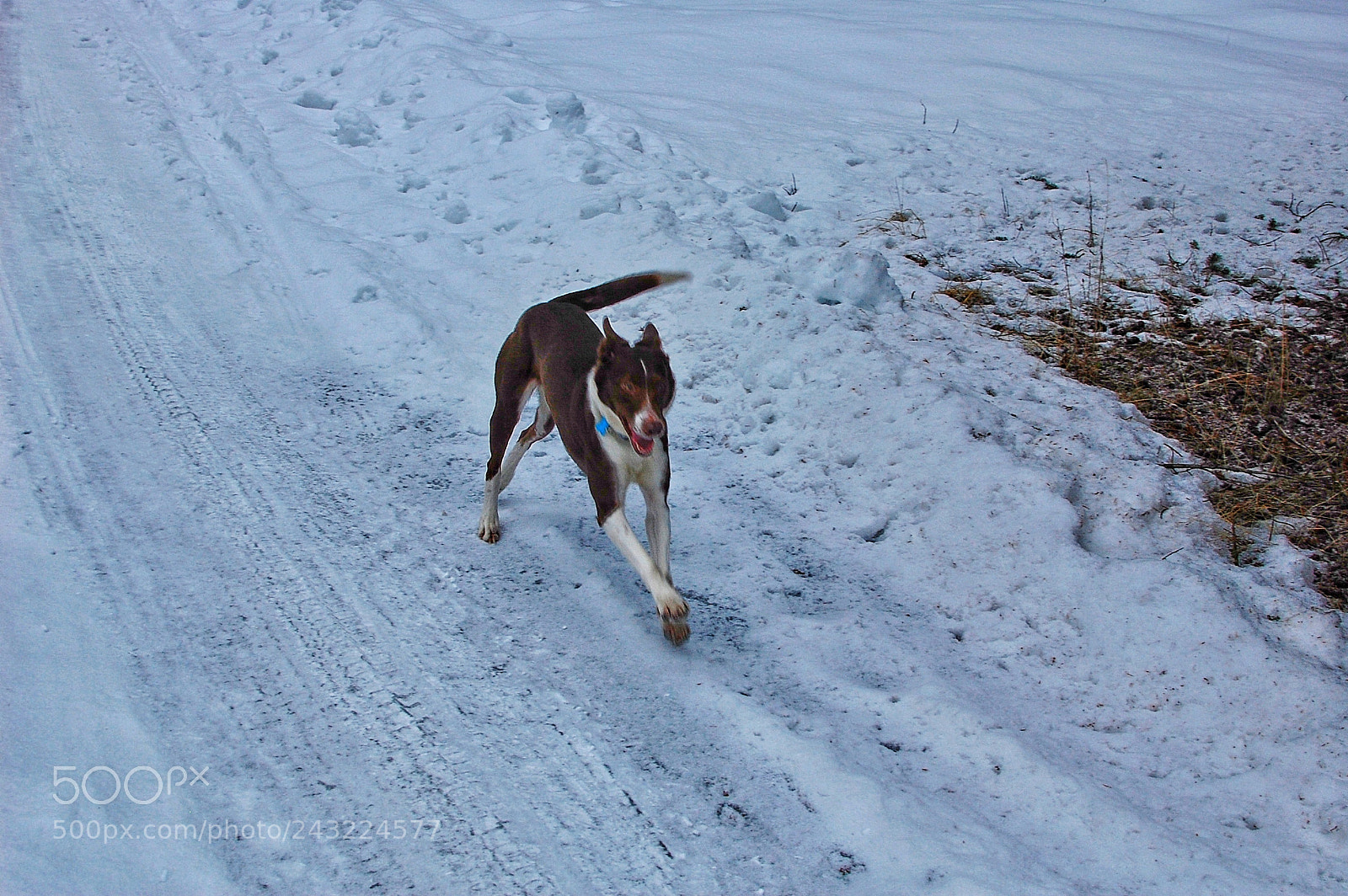 Nikon D40 sample photo. Pup photography