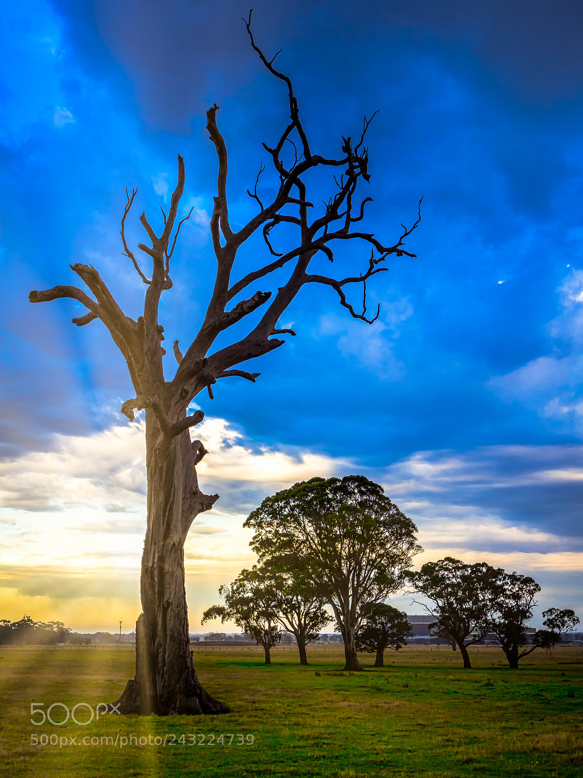 Olympus OM-D E-M10 III sample photo. Old tree at the photography