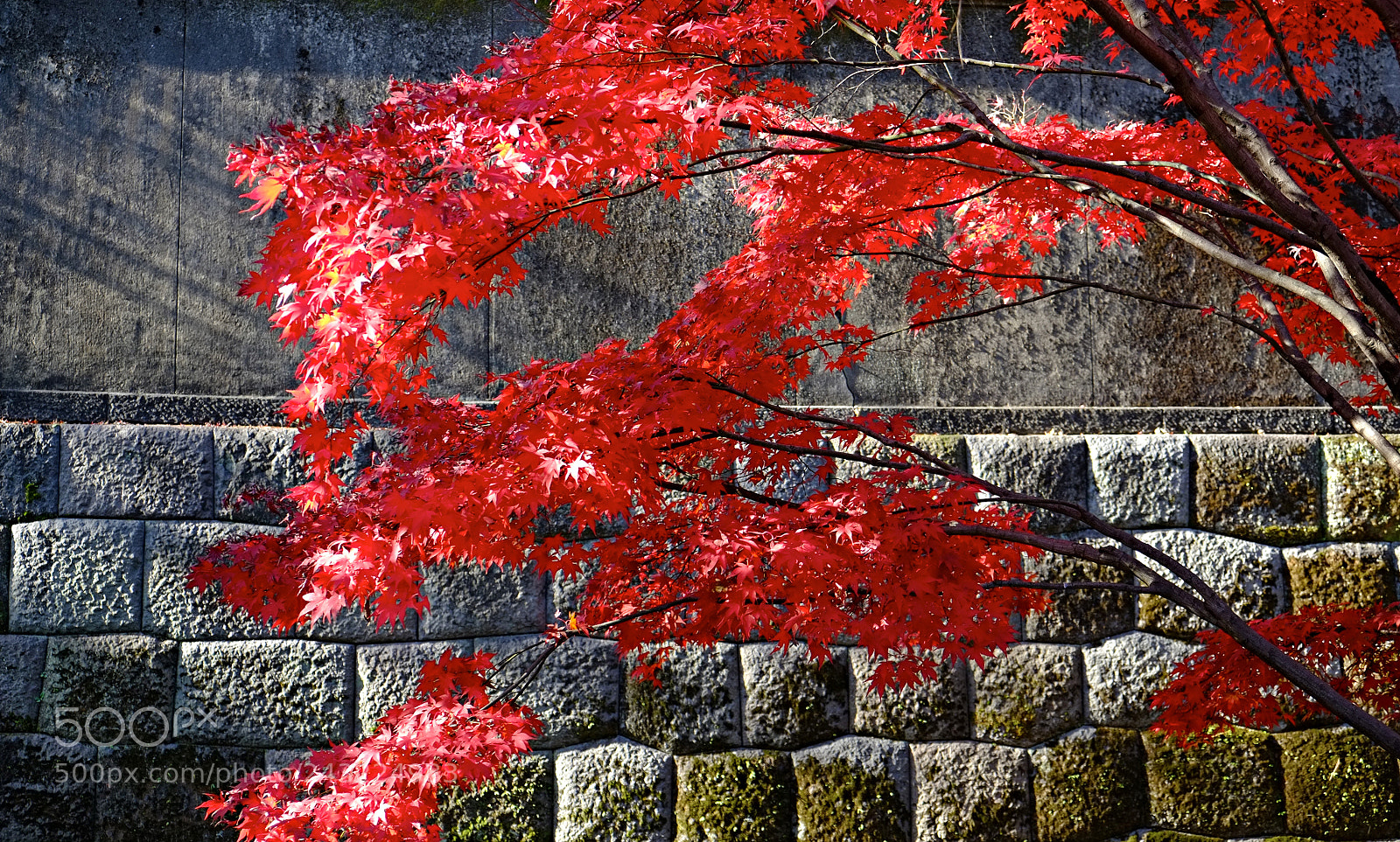 Fujifilm X-Pro1 sample photo. Japan photography