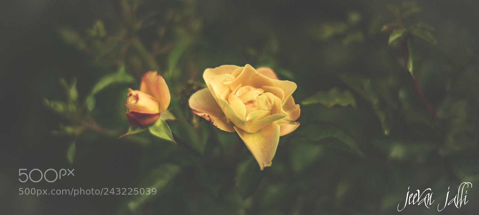 Nikon D3400 sample photo. Pretty yellow!! photography
