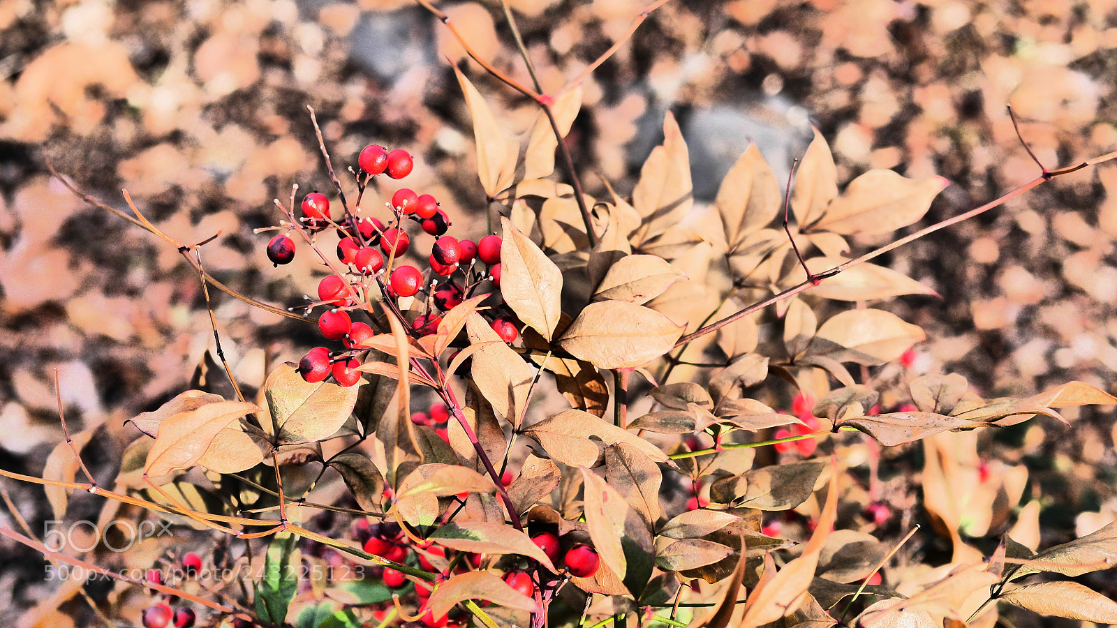 Panasonic Lumix DMC-GH3 sample photo. Shiny berries photography