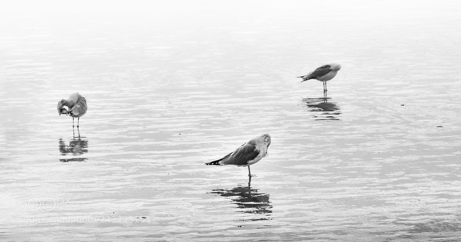 Canon EOS 80D sample photo. Seagull black and white photography