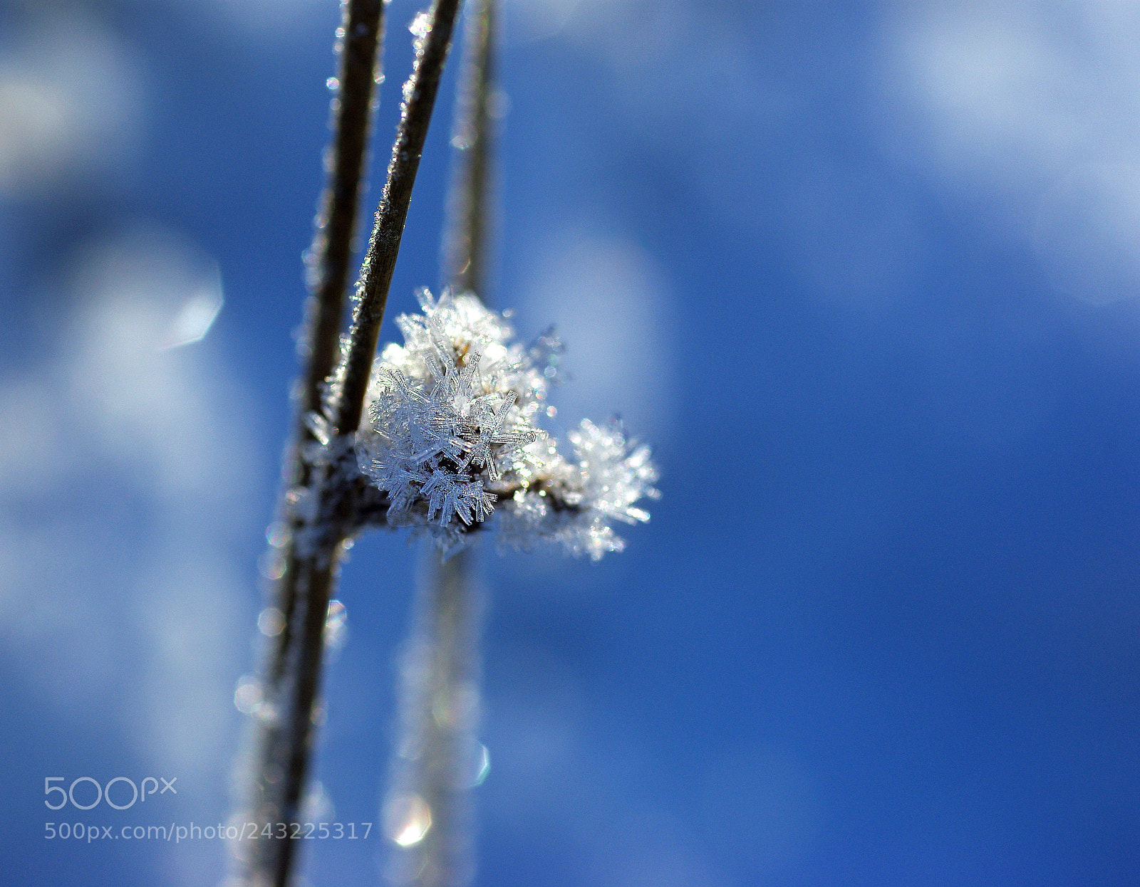 Pentax K200D sample photo. Ice crystals photography