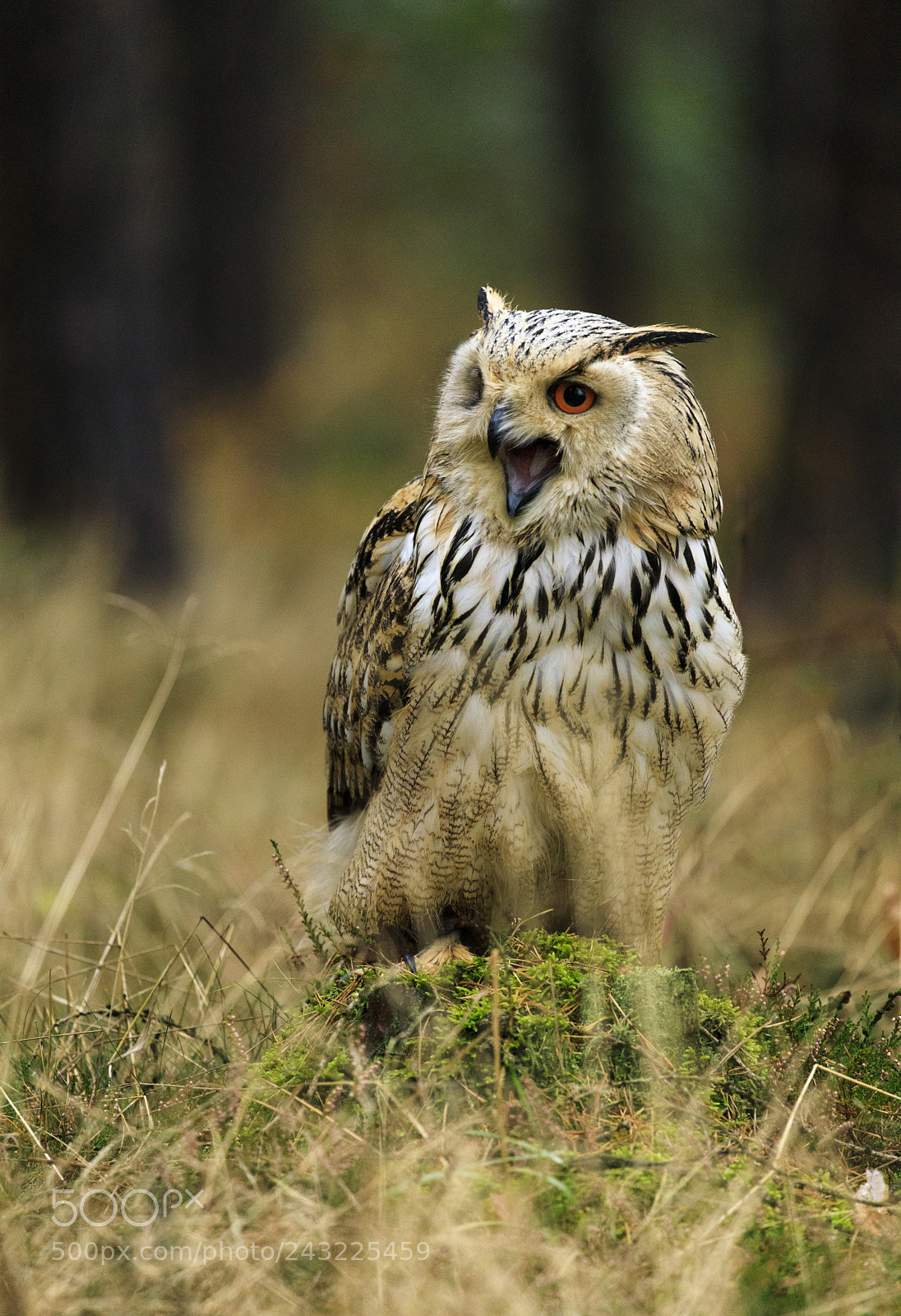 Canon EOS 5D Mark IV sample photo. Siberian eagle owl photography