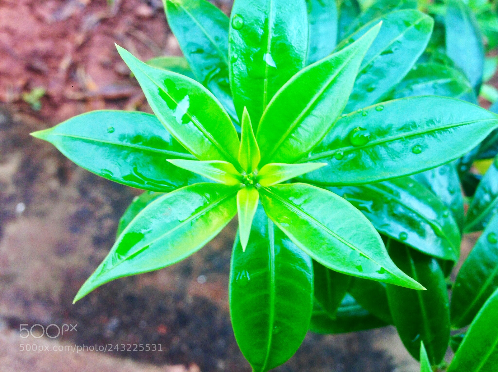 Apple iPhone 5 sample photo. Celebrating color of plant photography