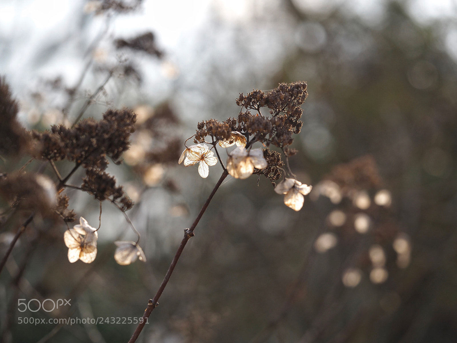 Olympus PEN E-PL7 sample photo. Winter hydrangea paniculata photography