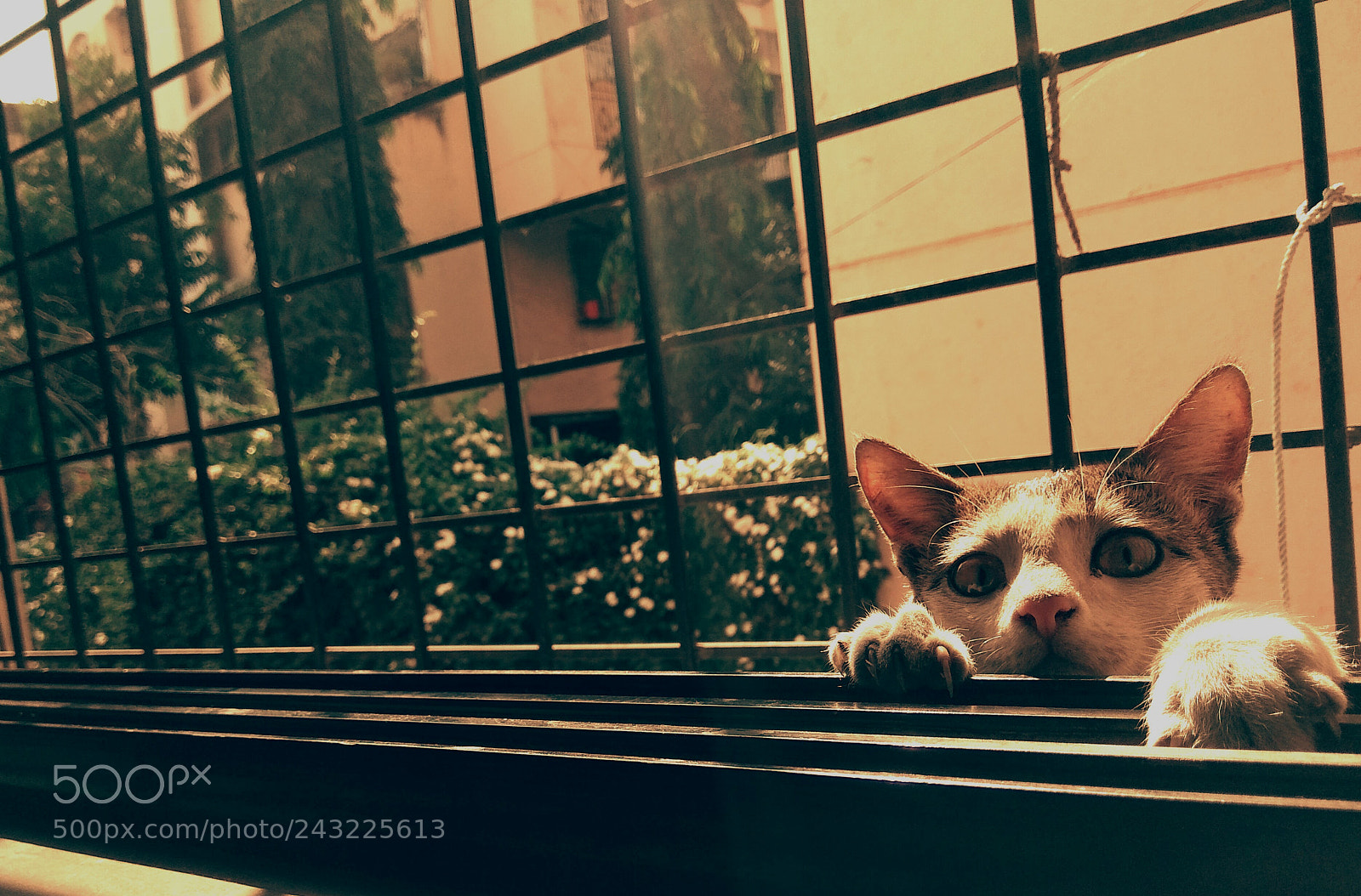 Xiaomi Redmi Note 4 sample photo. Untitled photography