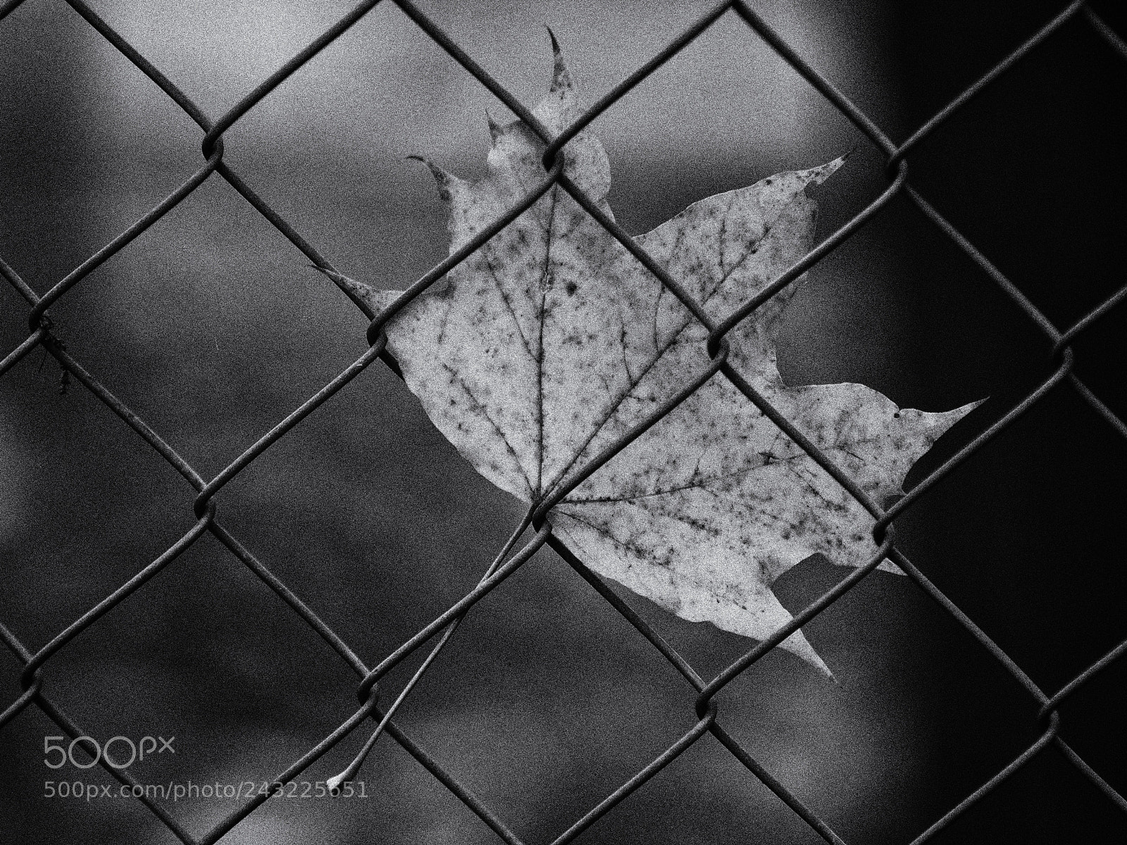 Olympus OM-D E-M1 sample photo. Imprison photography