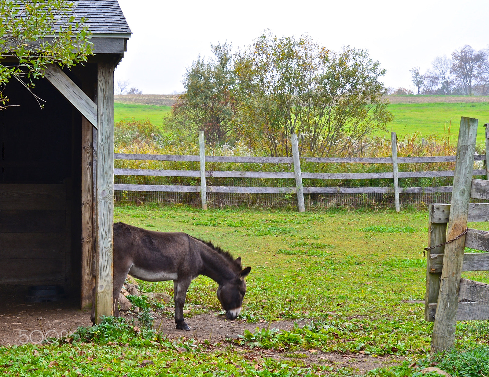 Nikon D600 sample photo. On the farm photography