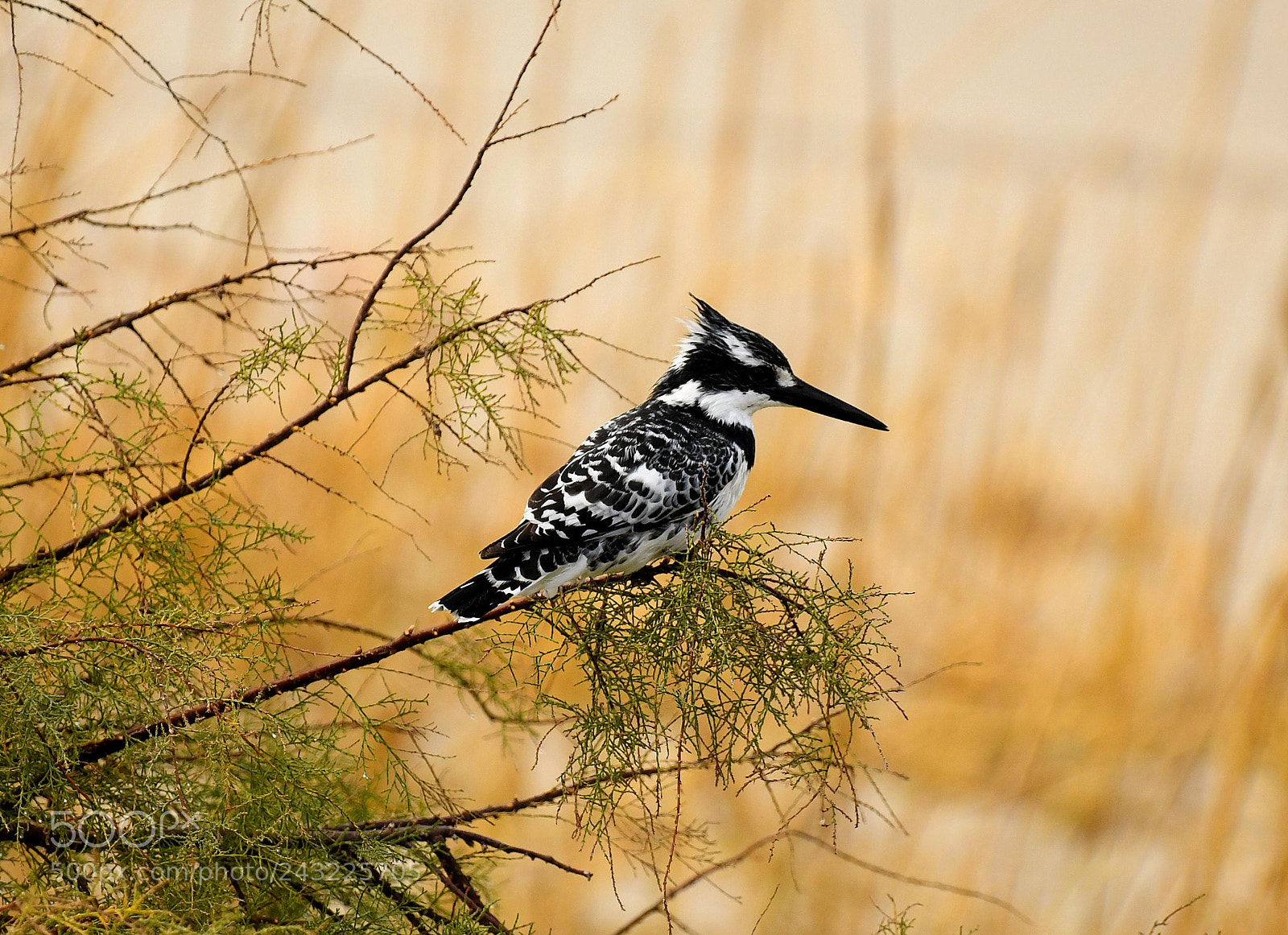 Nikon D850 sample photo. Kingfisher photography