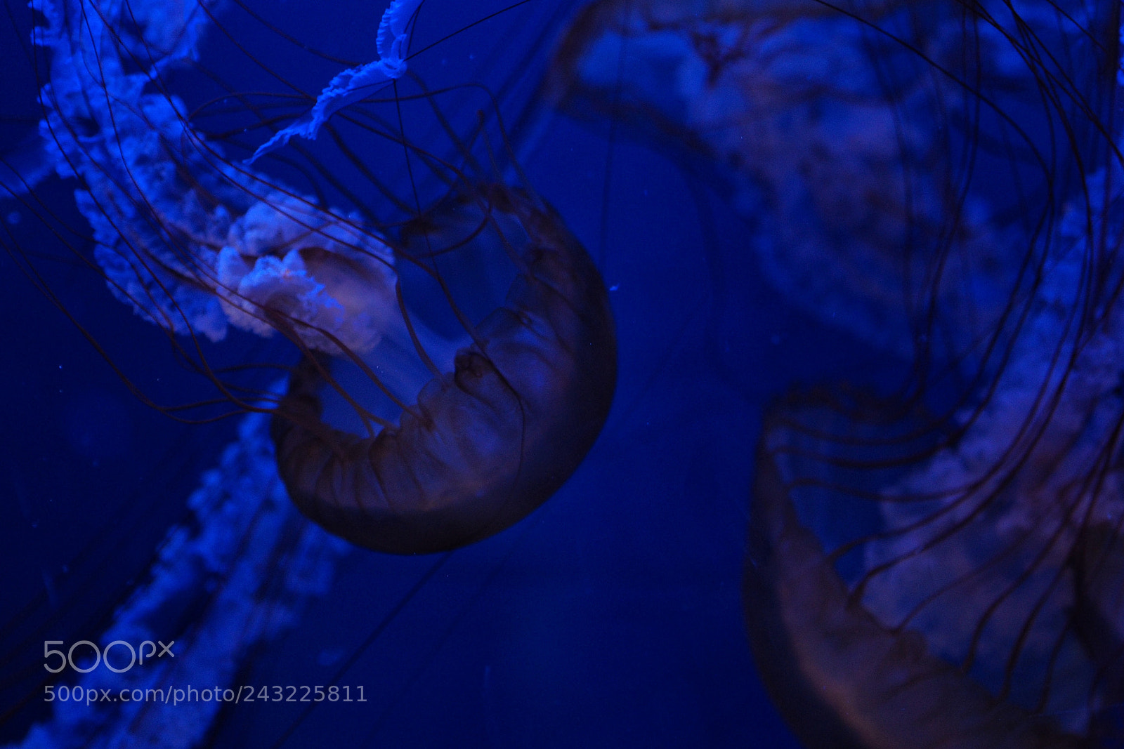 Olympus OM-D E-M10 II sample photo. Jellyfish photography