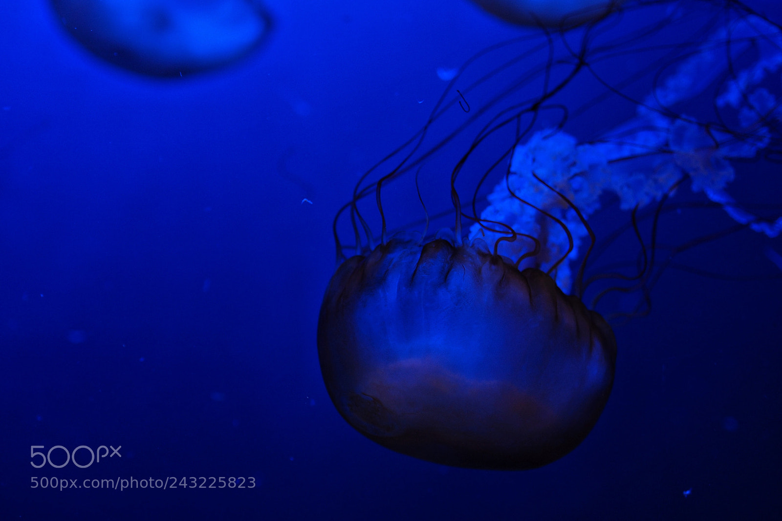 Olympus OM-D E-M10 II sample photo. Jellyfish photography