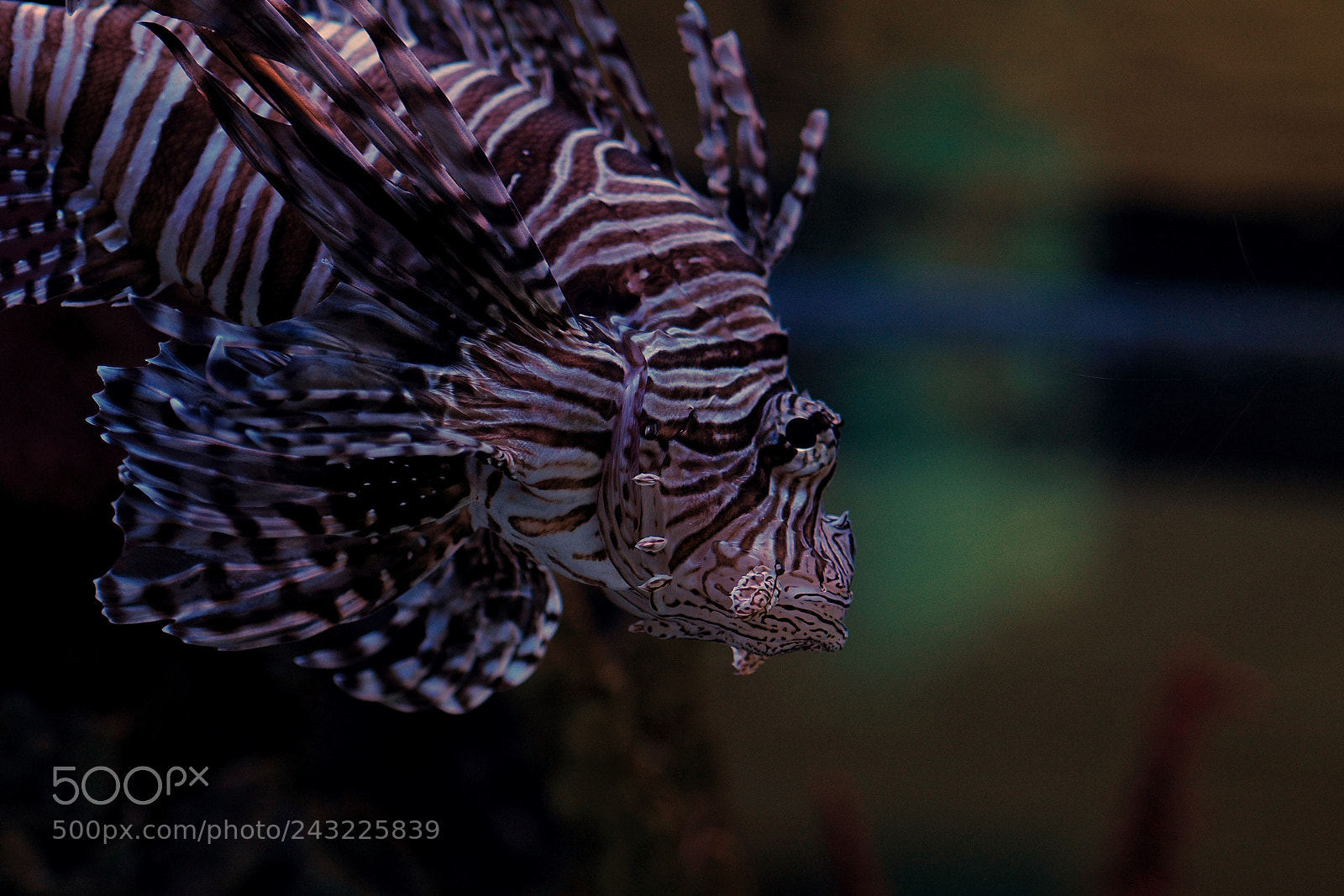 Olympus OM-D E-M10 II sample photo. Lionfish photography