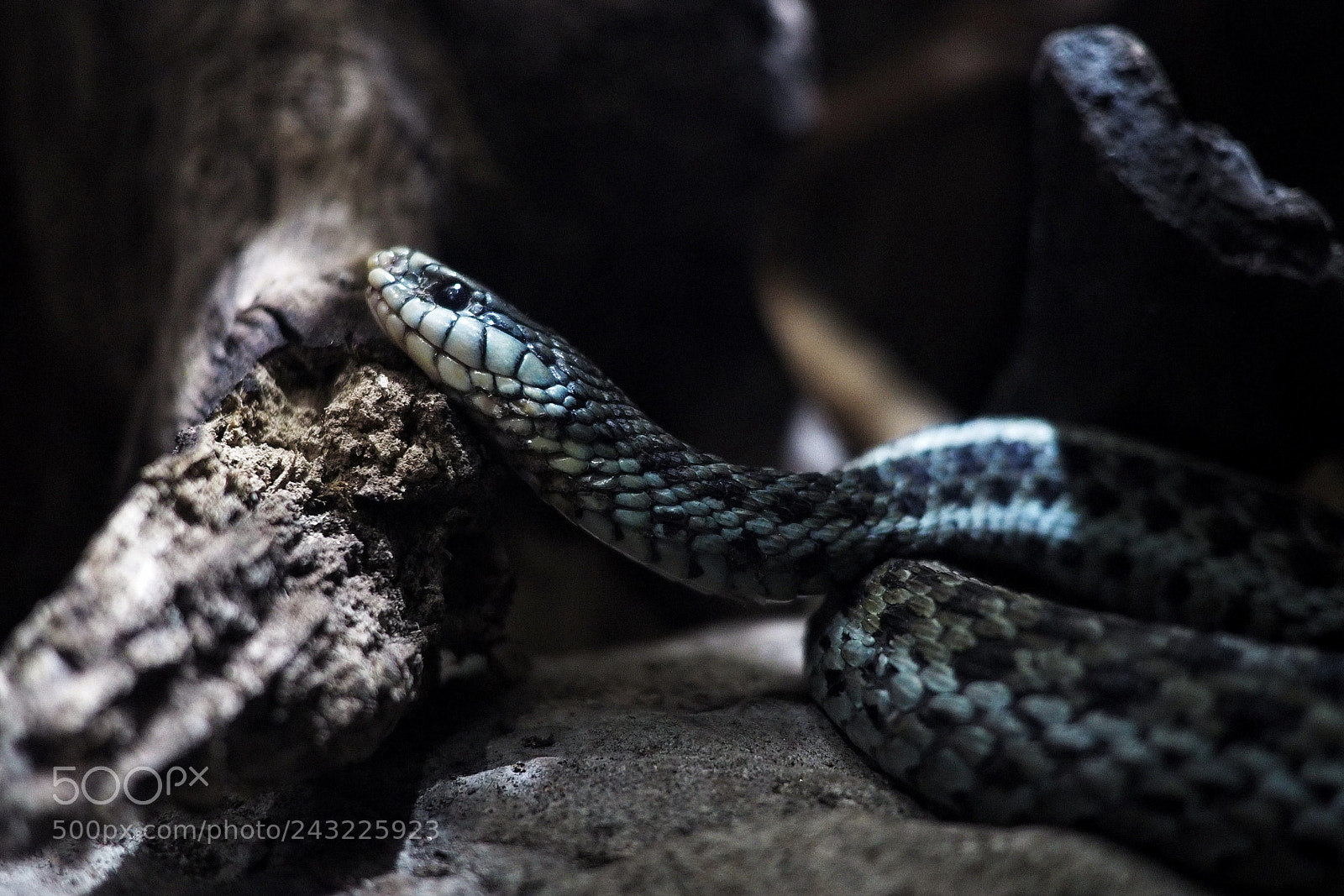 Olympus OM-D E-M10 II sample photo. Snake photography