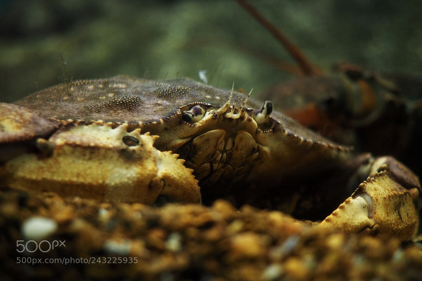 Olympus OM-D E-M10 II sample photo. Crab photography