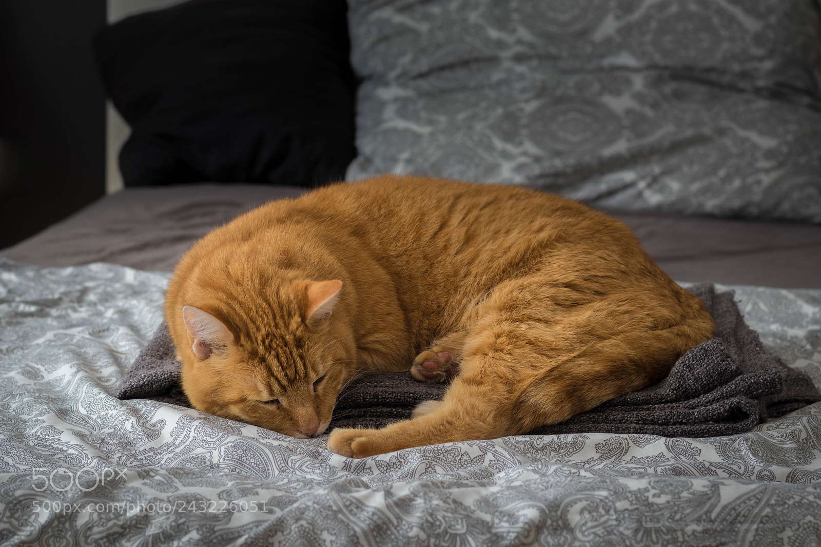 Canon EOS 80D sample photo. Lazy cat taking a photography