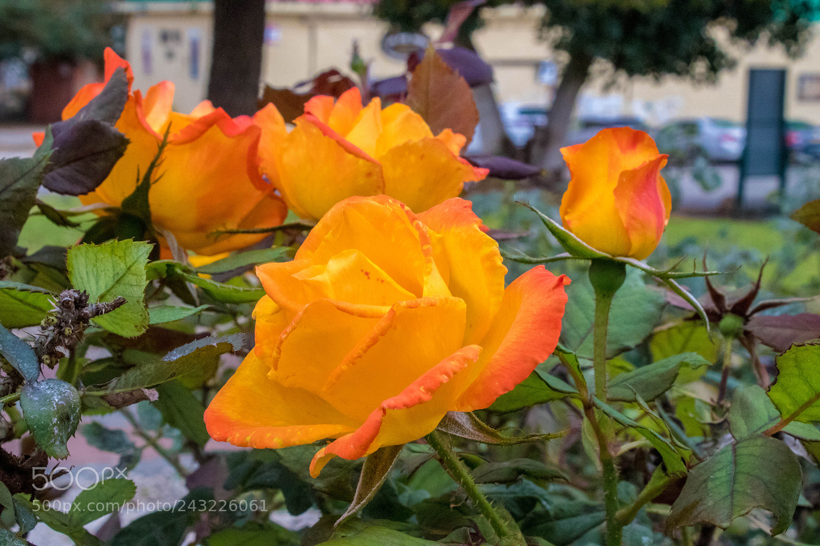 Canon EOS 200D (EOS Rebel SL2 / EOS Kiss X9) sample photo. Orange roses photography