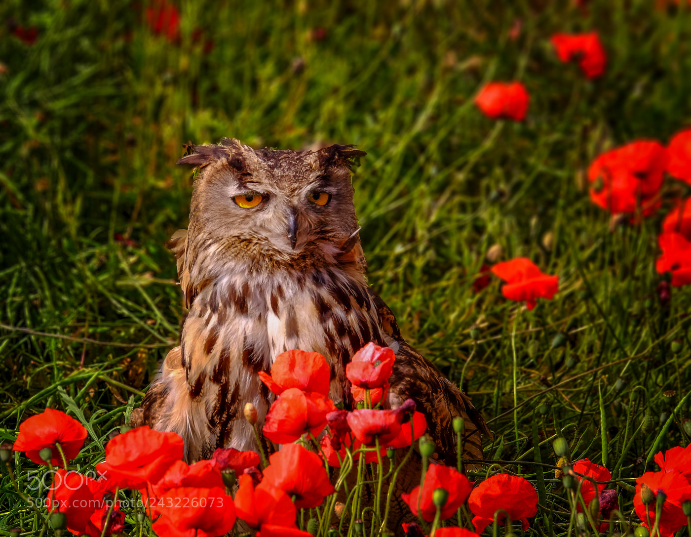 Fujifilm X-T1 sample photo. The owl and the photography