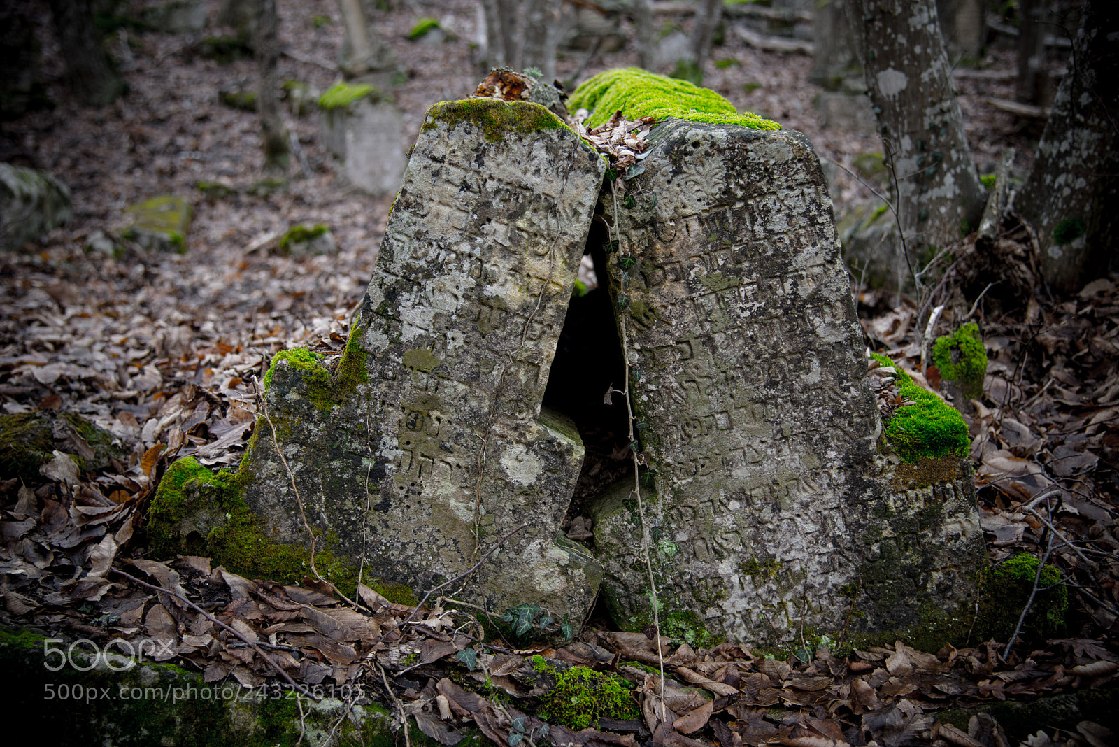 Nikon D610 sample photo. Forever together photography