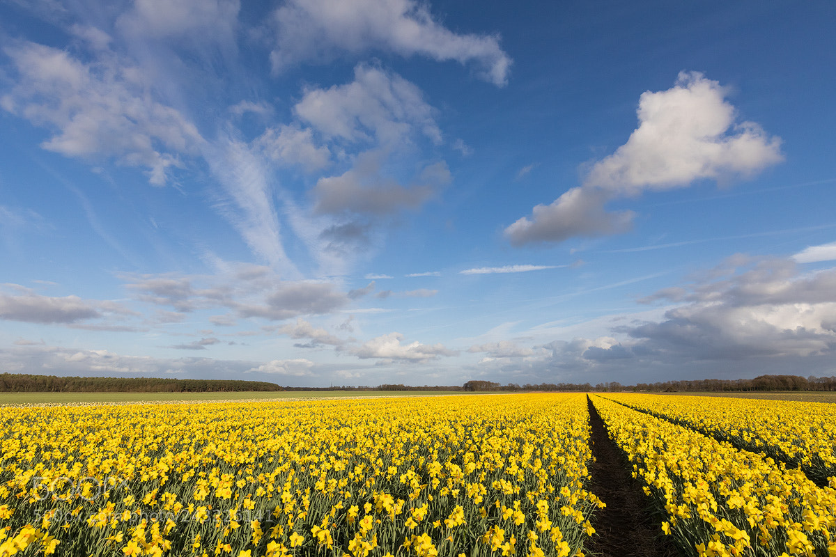 Canon EOS 5D Mark IV sample photo. Bulb fields with daffodils photography