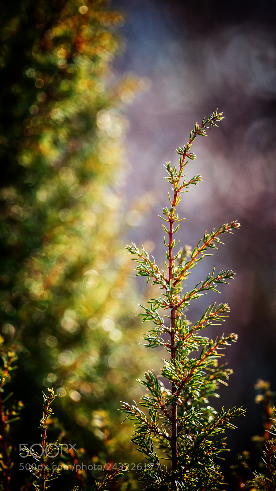 Sony SLT-A99V sample photo. Evergreen in winter photography