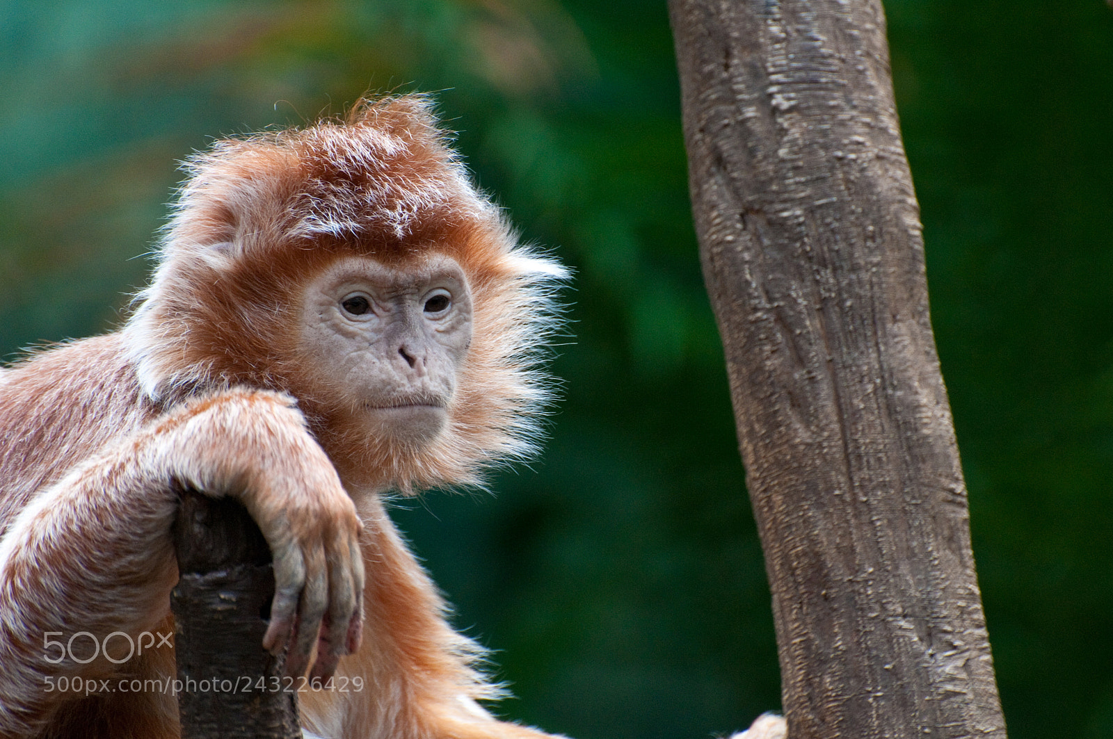 Nikon D300S sample photo. Ebony langur at the photography