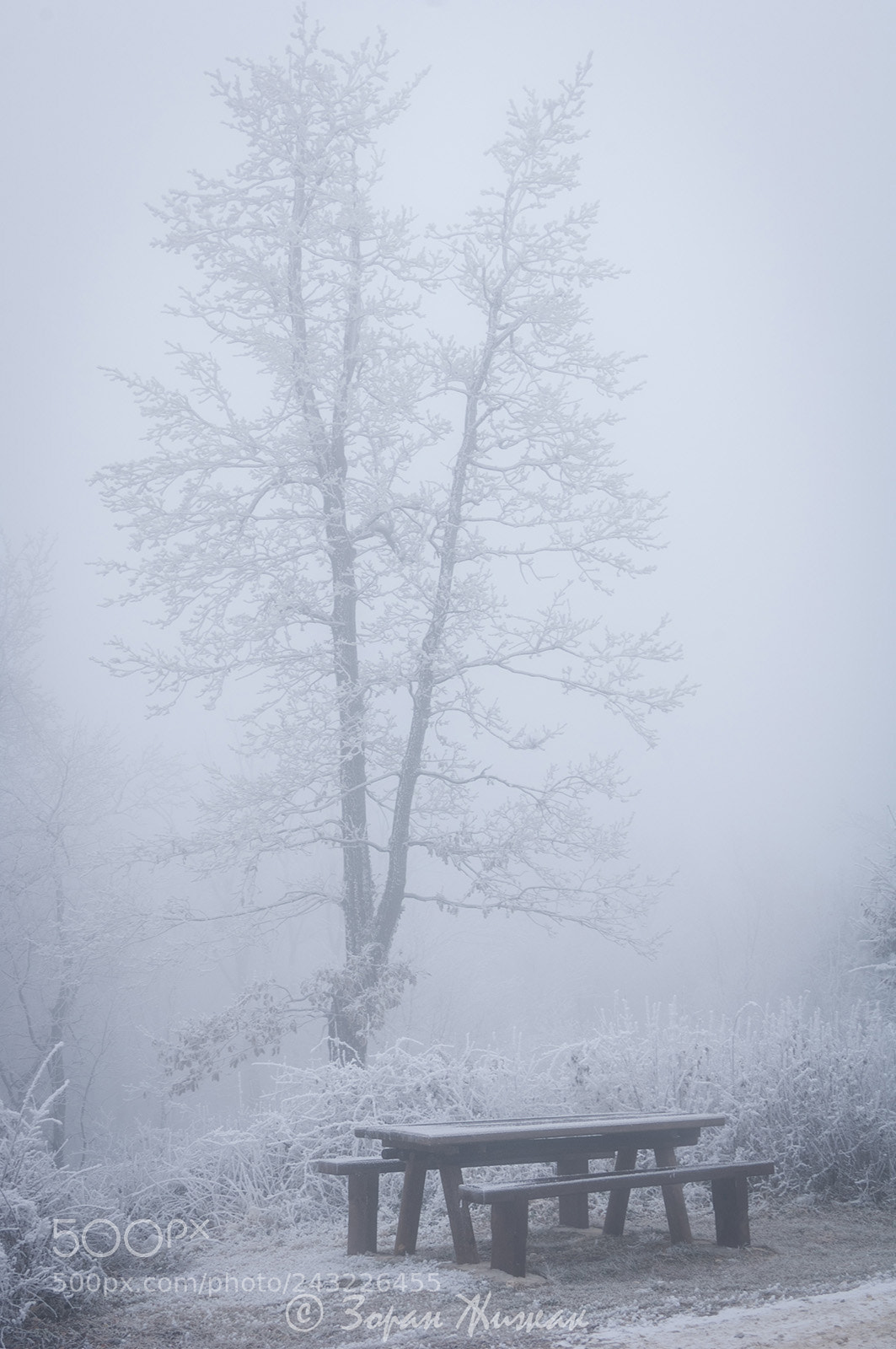 Nikon D2X sample photo. Frozen photography