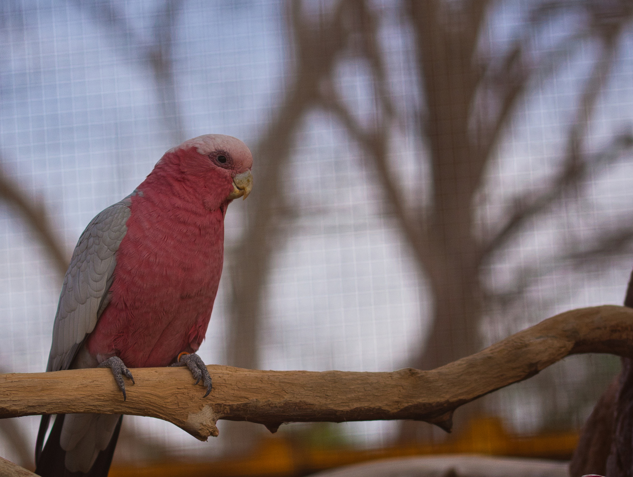 Sigma 105mm F2.8 EX DG OS HSM sample photo. Dsc photography