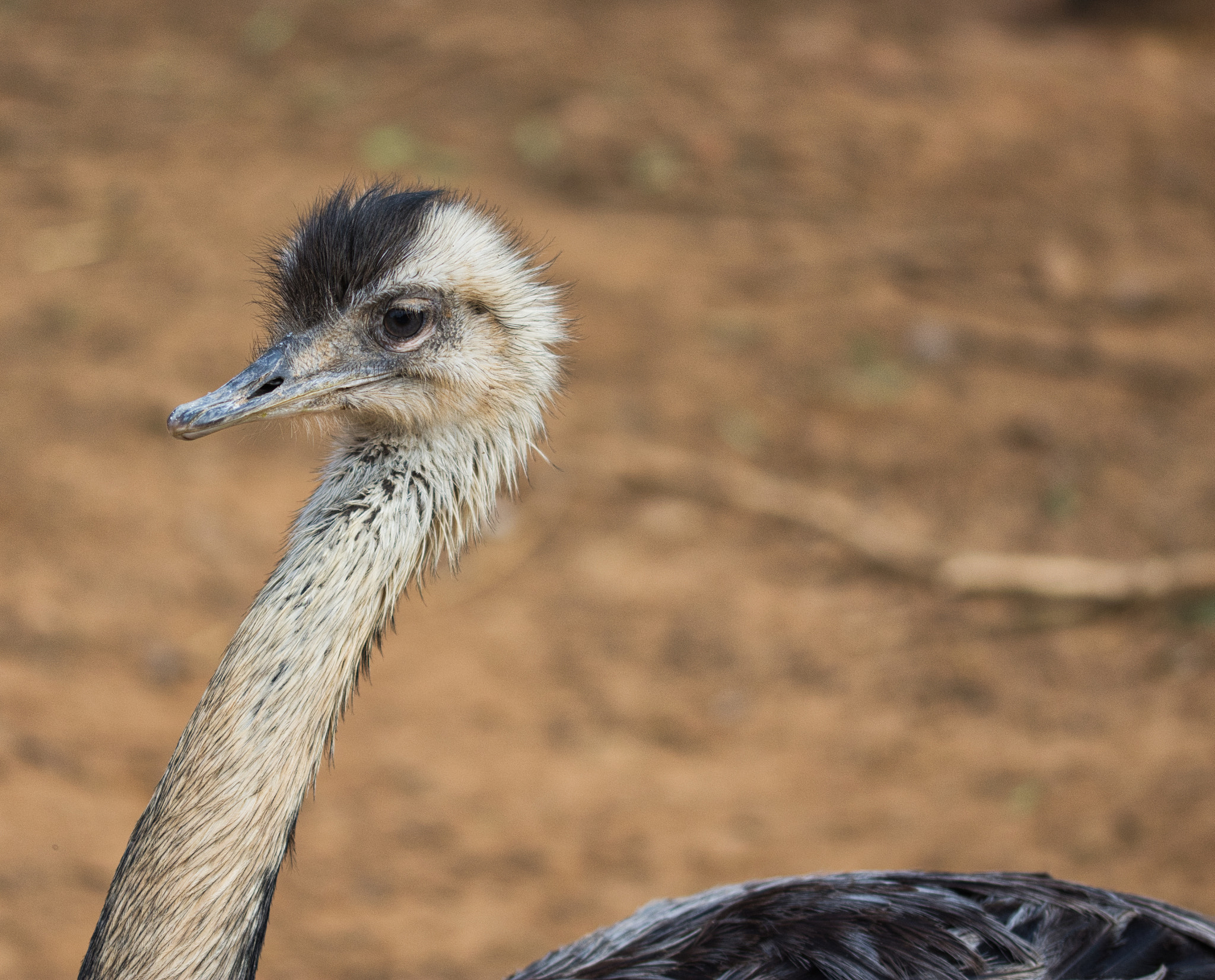 Sigma 105mm F2.8 EX DG OS HSM sample photo. Dsc photography