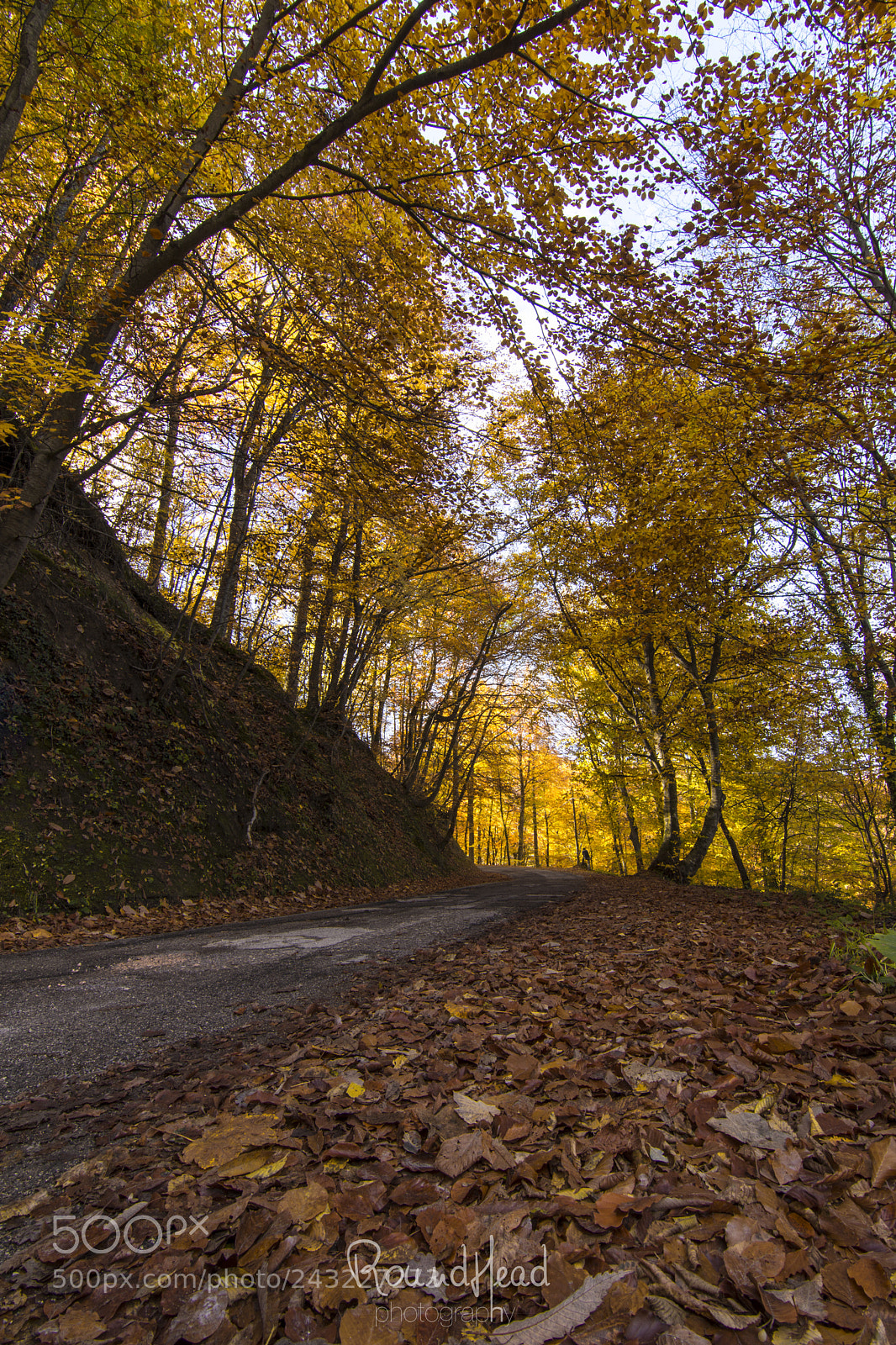 Nikon D7200 sample photo. Autunno in meschia photography