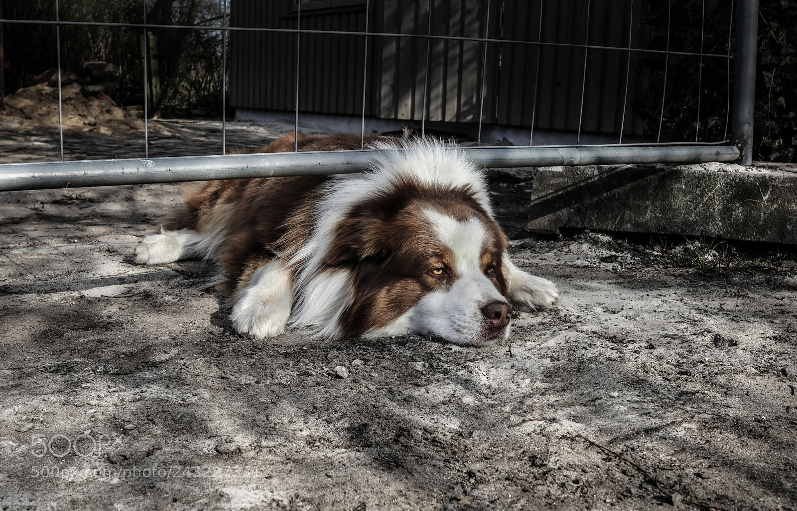 Canon EOS 80D sample photo. Bored dog.jpg photography