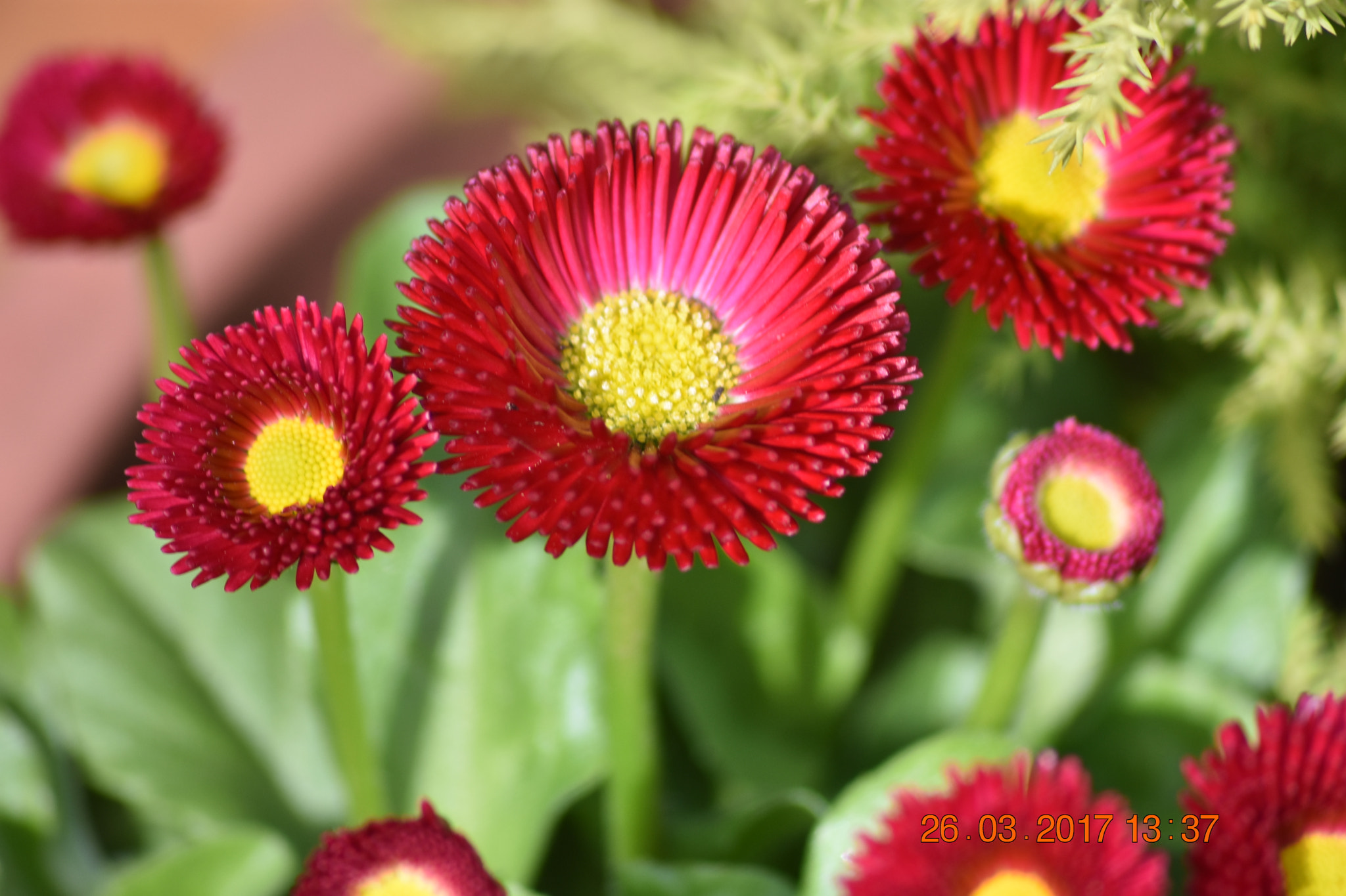 Sigma 70-300mm F4-5.6 APO DG Macro sample photo. Red flowers photography
