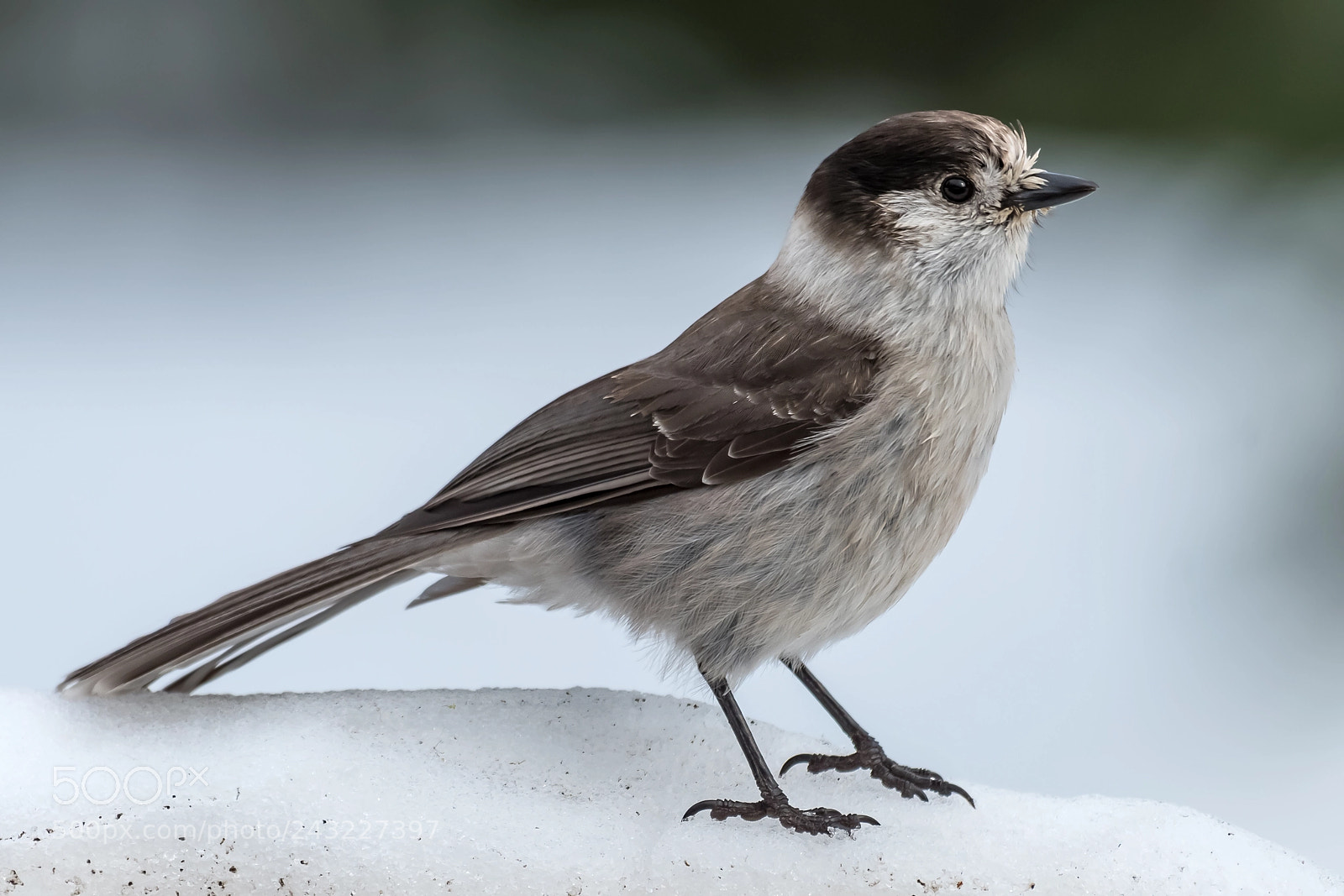 Nikon D500 sample photo. Gray jay photography