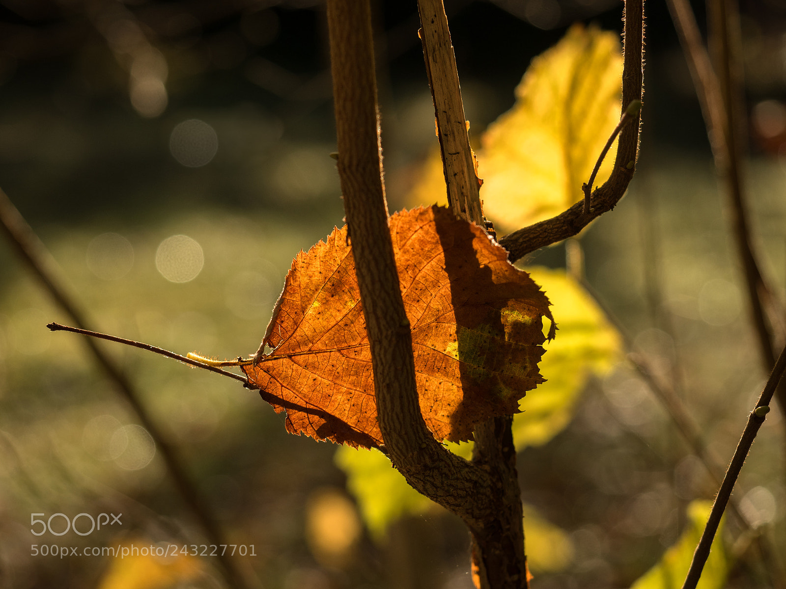 Olympus OM-D E-M5 II sample photo. Stuck in autumn photography