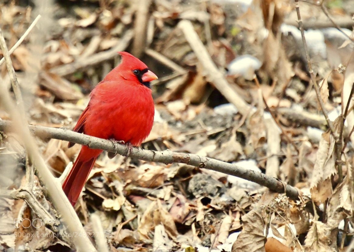 Nikon D850 sample photo. Northern cardinal  photography