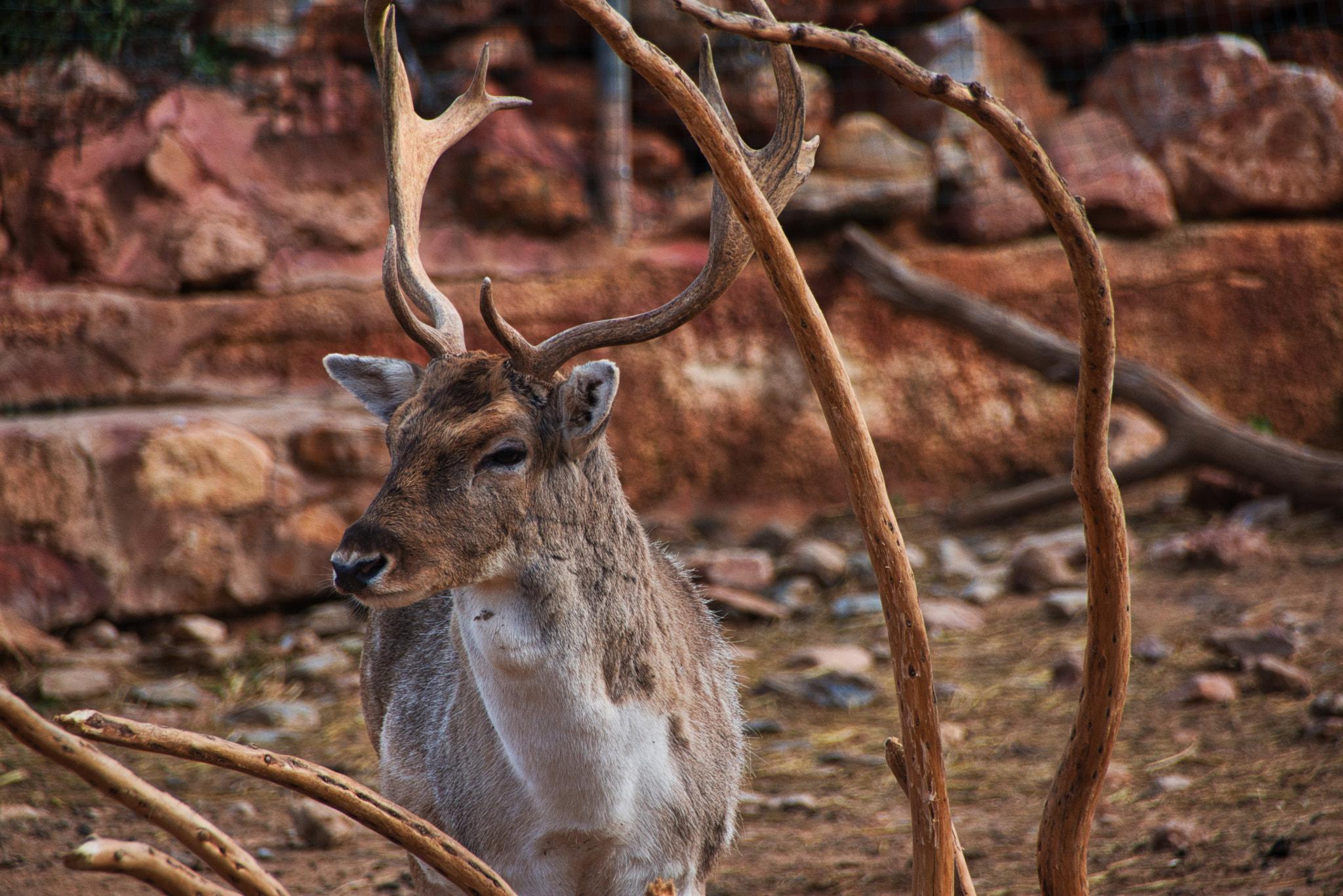 Nikon D7200 + Sigma 18-250mm F3.5-6.3 DC Macro OS HSM sample photo. Dsc photography