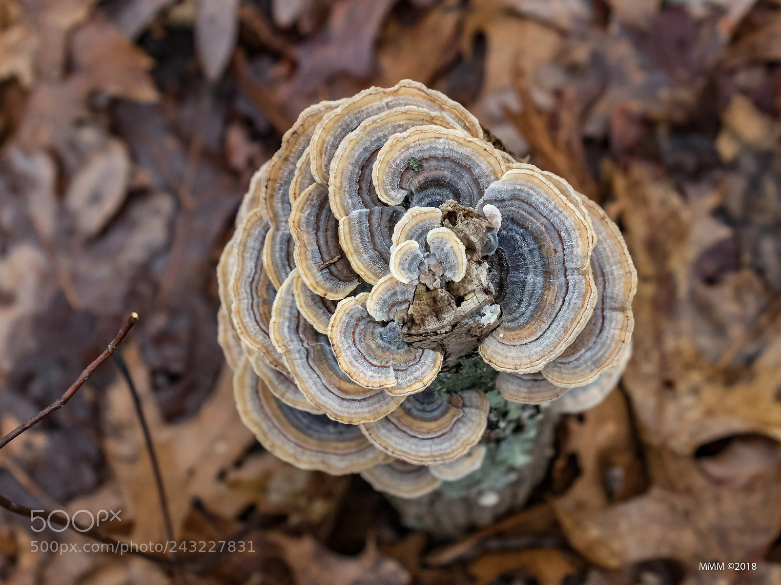 Canon EOS 77D (EOS 9000D / EOS 770D) sample photo. Fungus in my lens photography