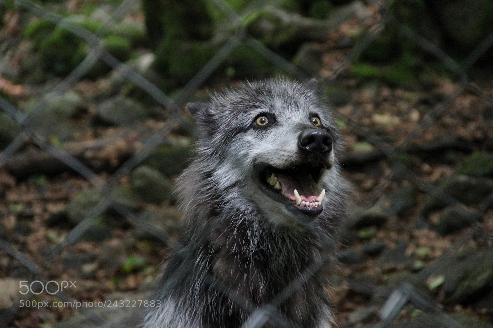 Canon EF-S 18-135mm F3.5-5.6 IS sample photo. The wolf photography