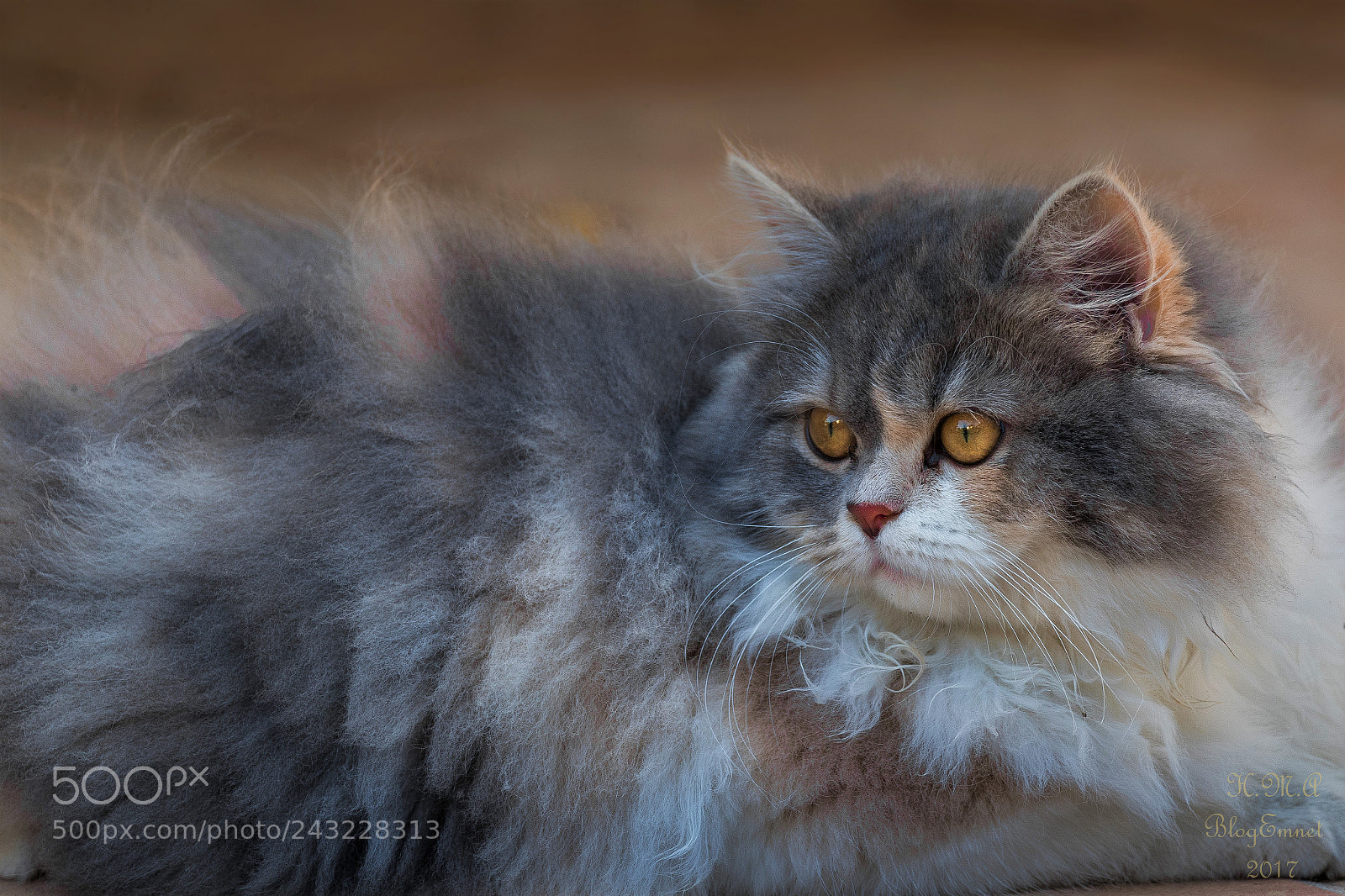 Canon EOS-1D X Mark II sample photo. Cat photography