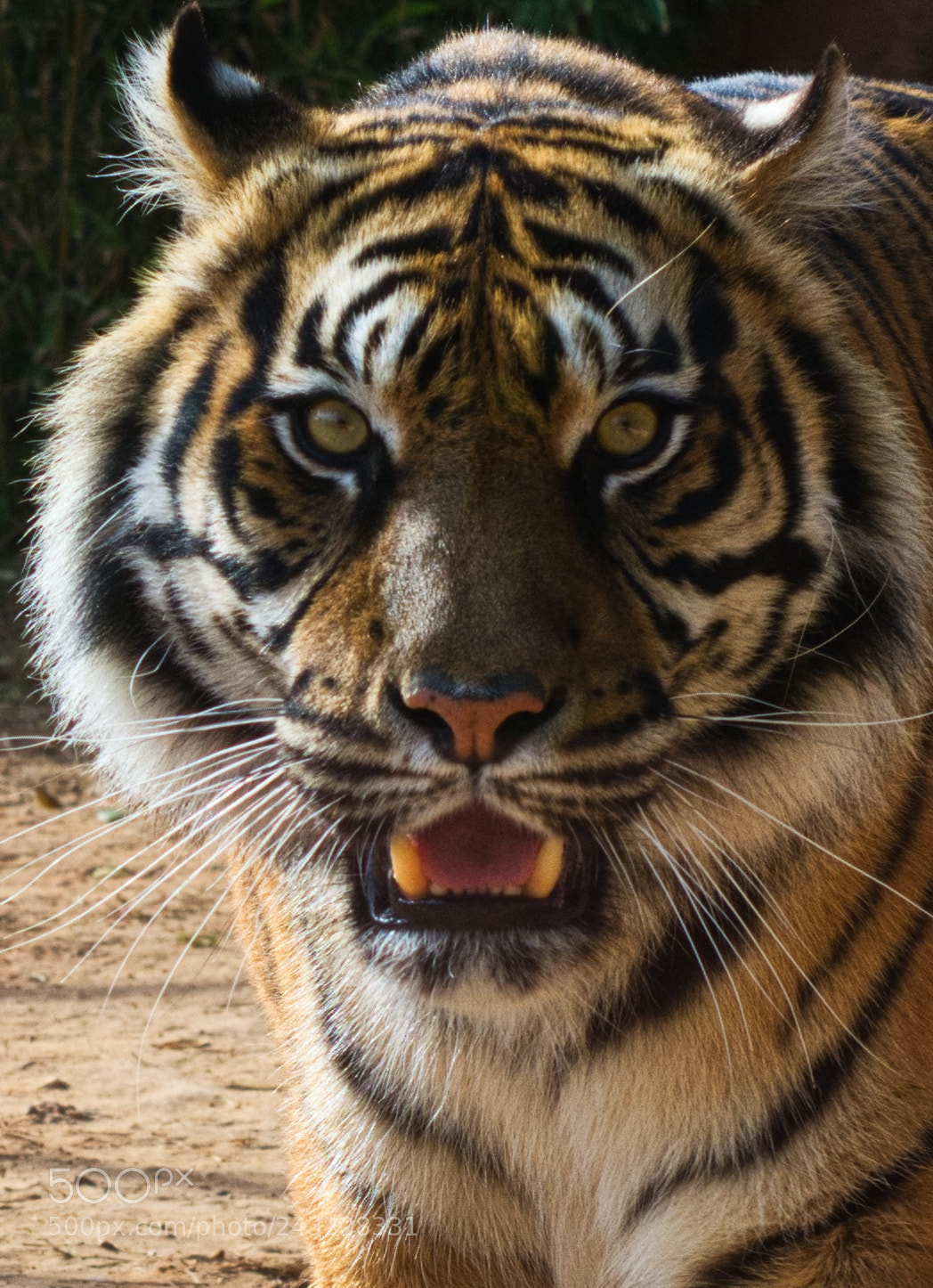 Nikon D7200 sample photo. Head photography