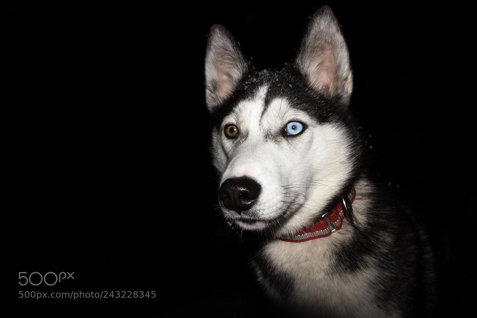 Canon EOS 60D sample photo. The beauty nature creatures photography