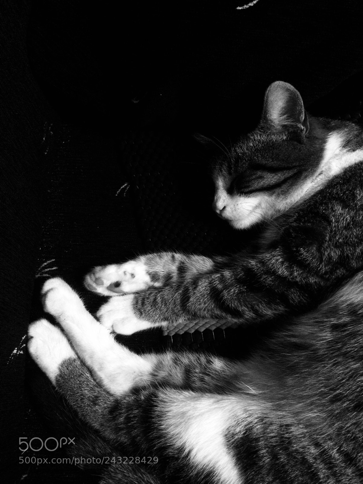 Apple iPhone 5s sample photo. Resting. photography