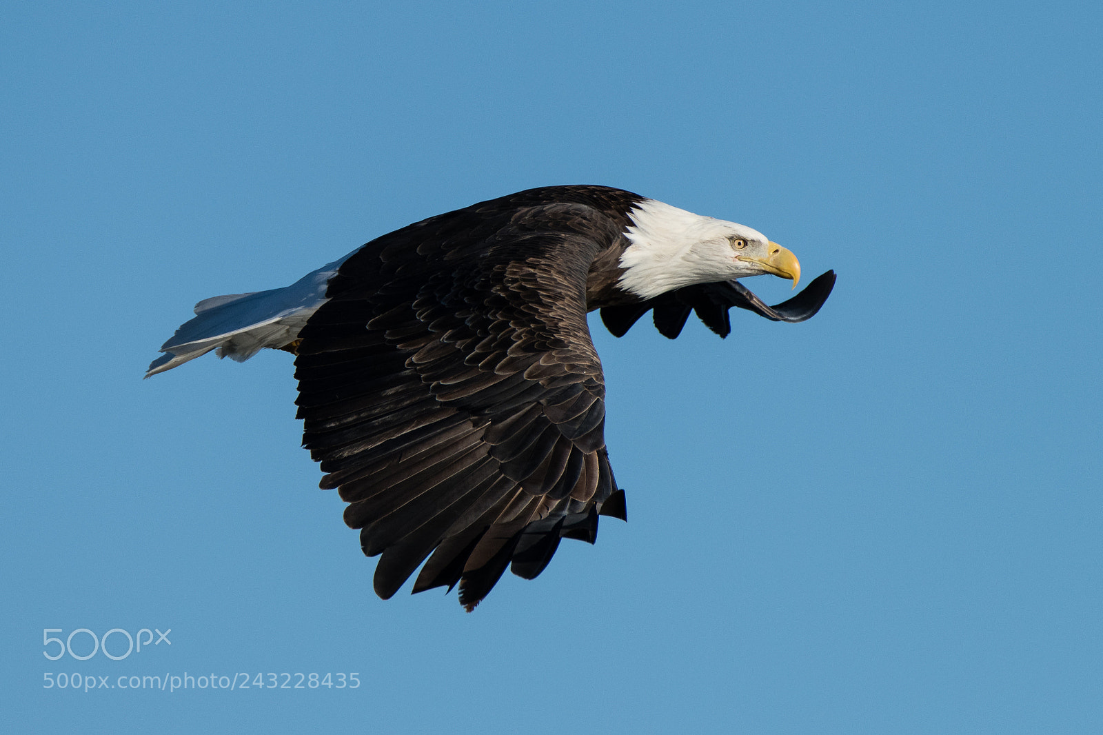 Nikon D850 sample photo. Bald eagle photography