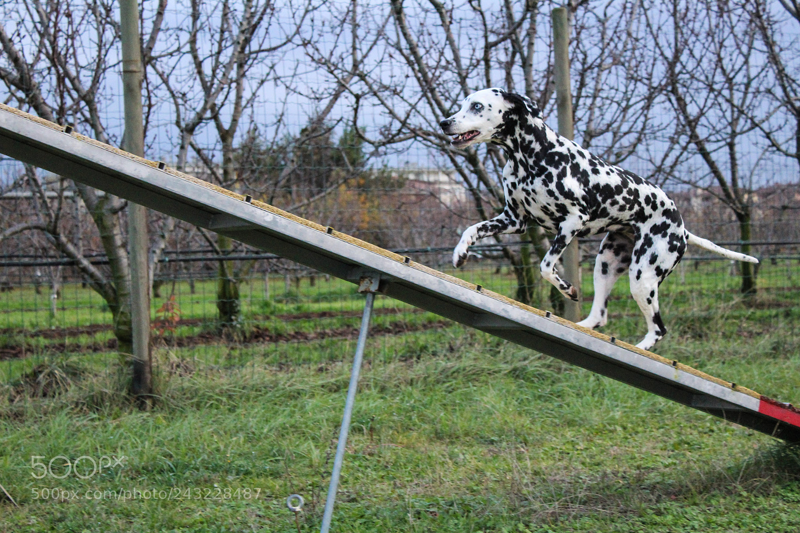 Canon EOS 1300D (EOS Rebel T6 / EOS Kiss X80) sample photo. Agility dog photography