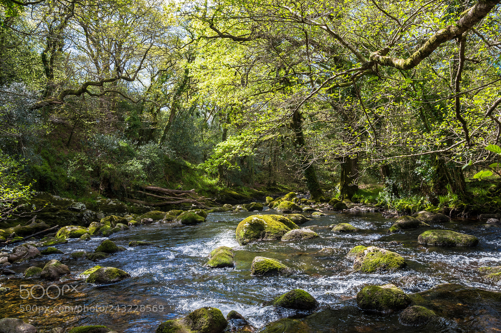 Nikon D610 sample photo. River plym in spring photography