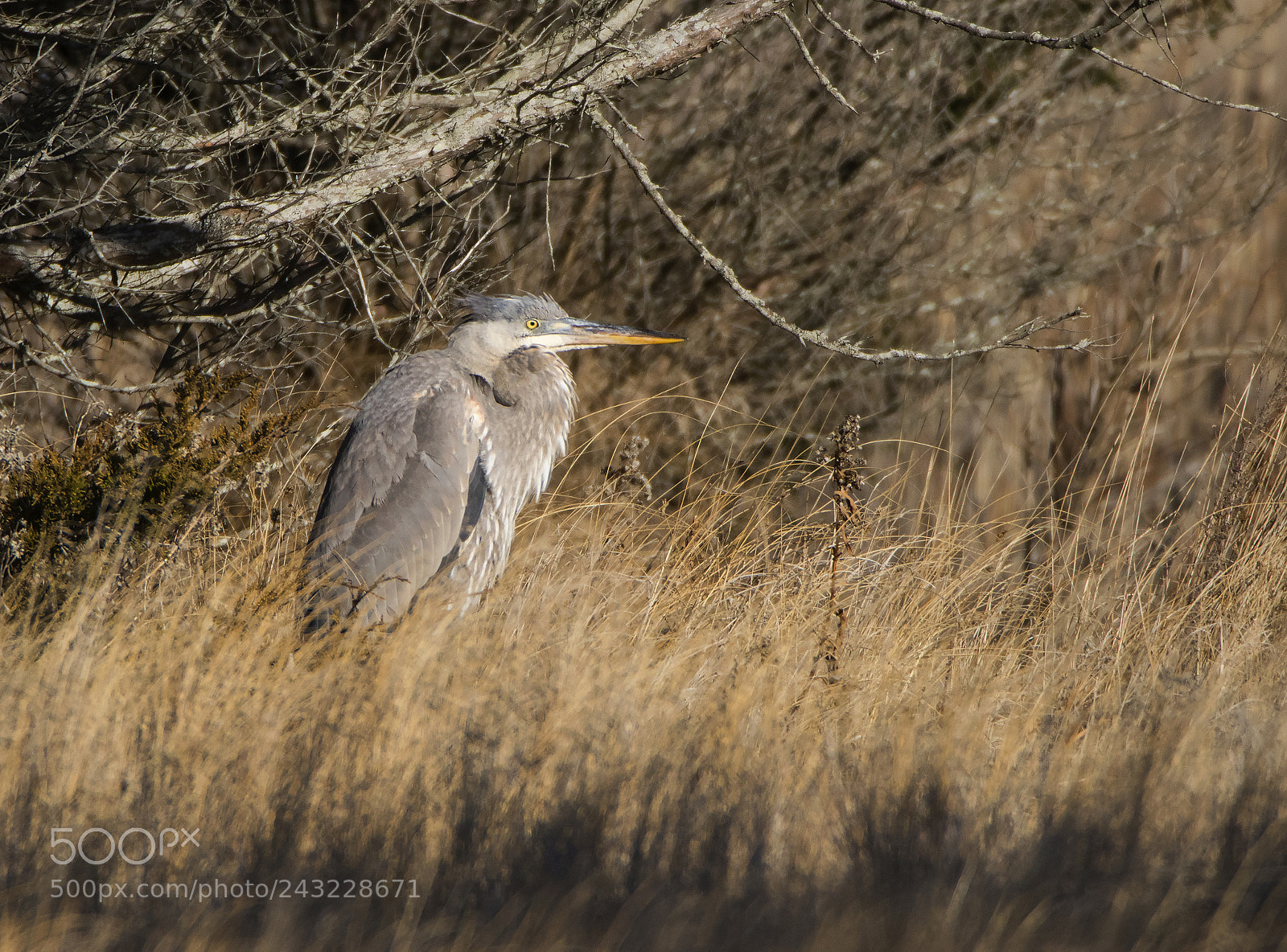 Canon EOS 80D sample photo. Blue heron in the photography