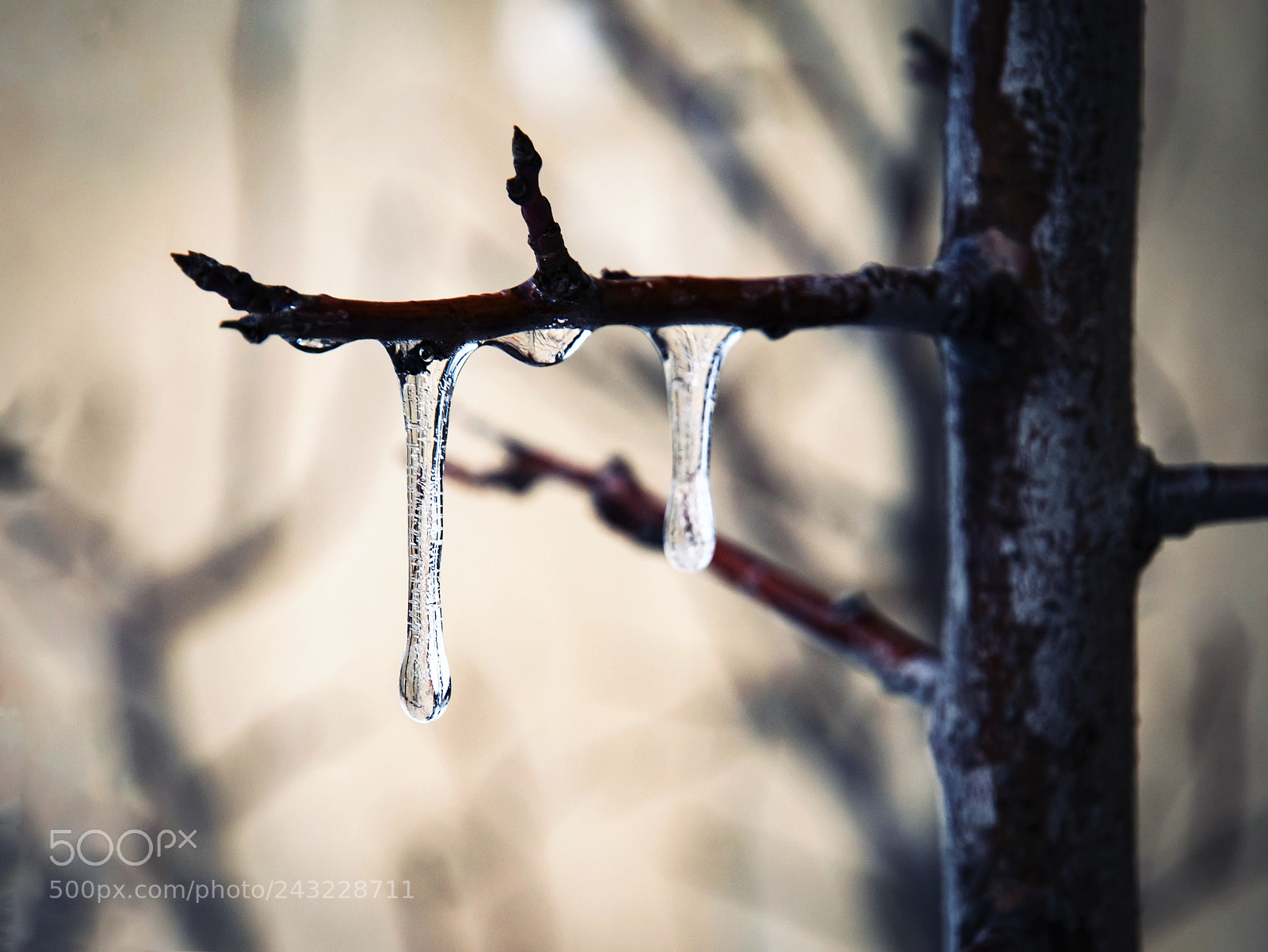 Nikon D5500 sample photo. Tree branch with frozen photography