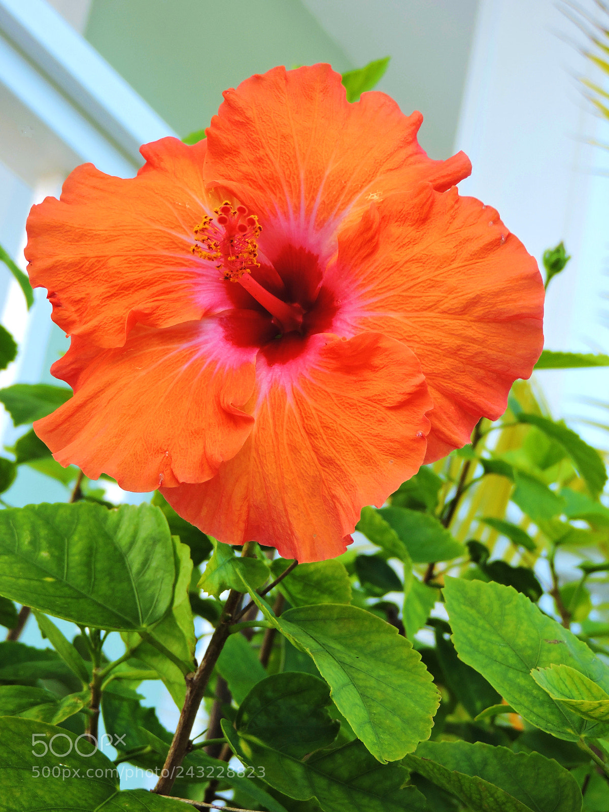 Nikon Coolpix P530 sample photo. Hibiscus photography