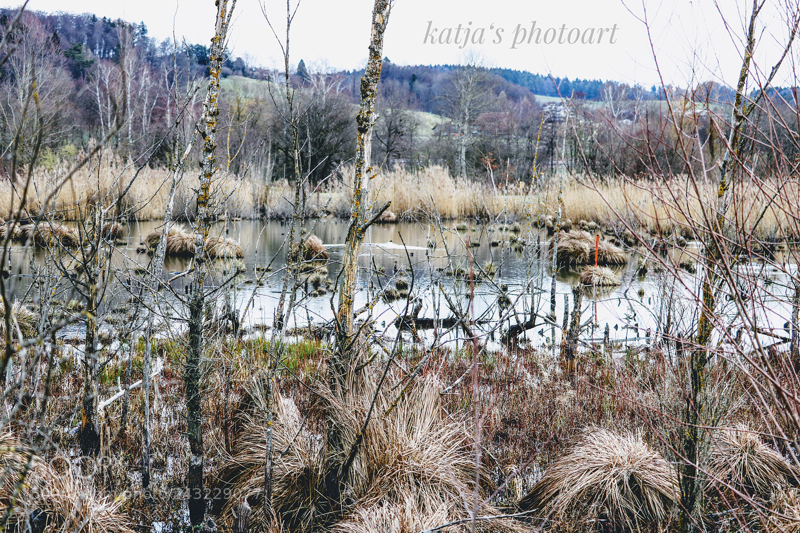 Canon EOS 750D (EOS Rebel T6i / EOS Kiss X8i) sample photo. Pond photography